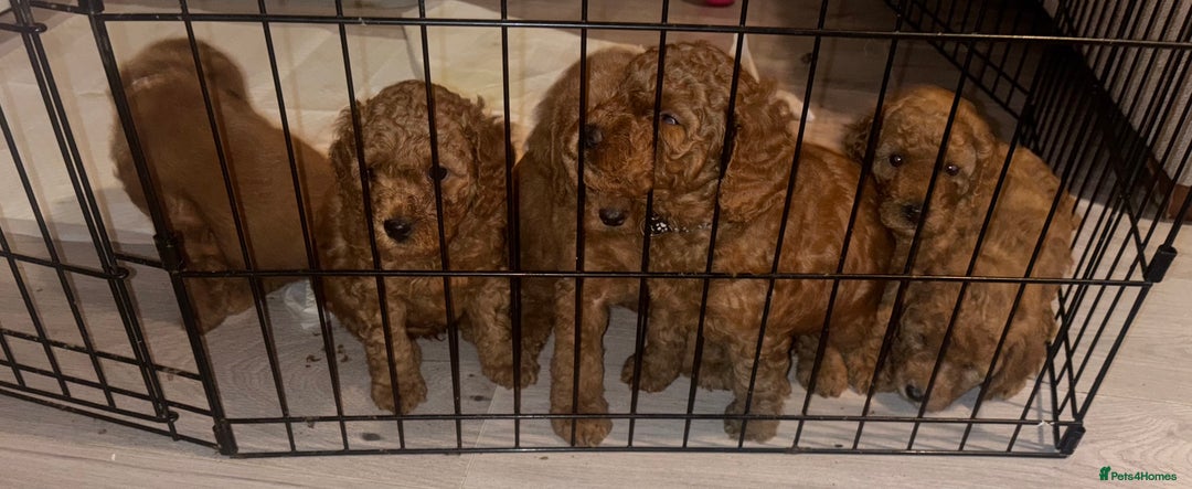 Labradoodle dogs for sale: 🐾AVAILABLE TO VIEW! - Fox Red Labradoodle Pups 🐾 - Image 19