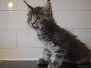 Maine Coon cats Amazing TICA registered kittens - Advert 5