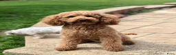 Cockapoo dogs for sale: Goergeous Cockapoo puppie - Advert 10