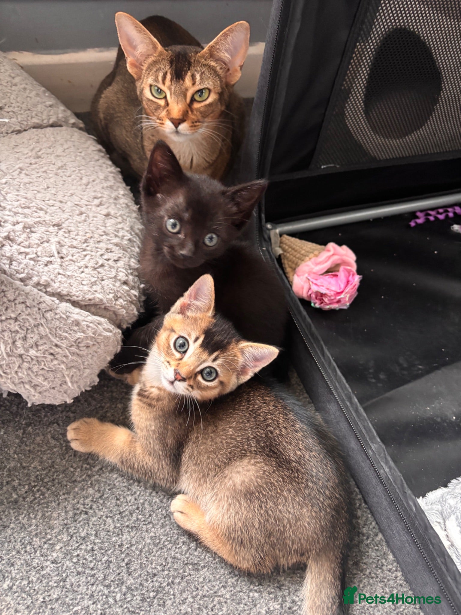 Mixed Breed cats Male kittens - Advert 13