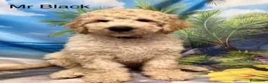Labradoodle 4