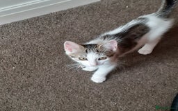 Domestic Shorthair cats for sale: Lovable kittens for homing - Image 7