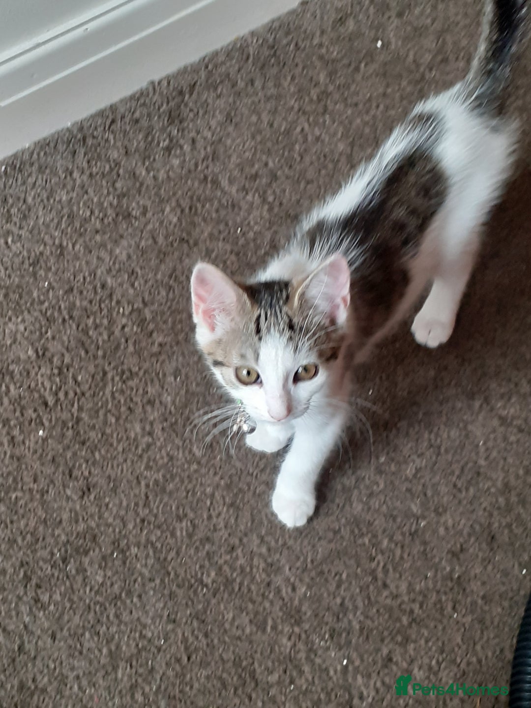 Domestic Shorthair cats for sale: Lovable kittens for homing - Image 7