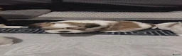 Malshi dogs for sale: MALSHI  - Advert 8