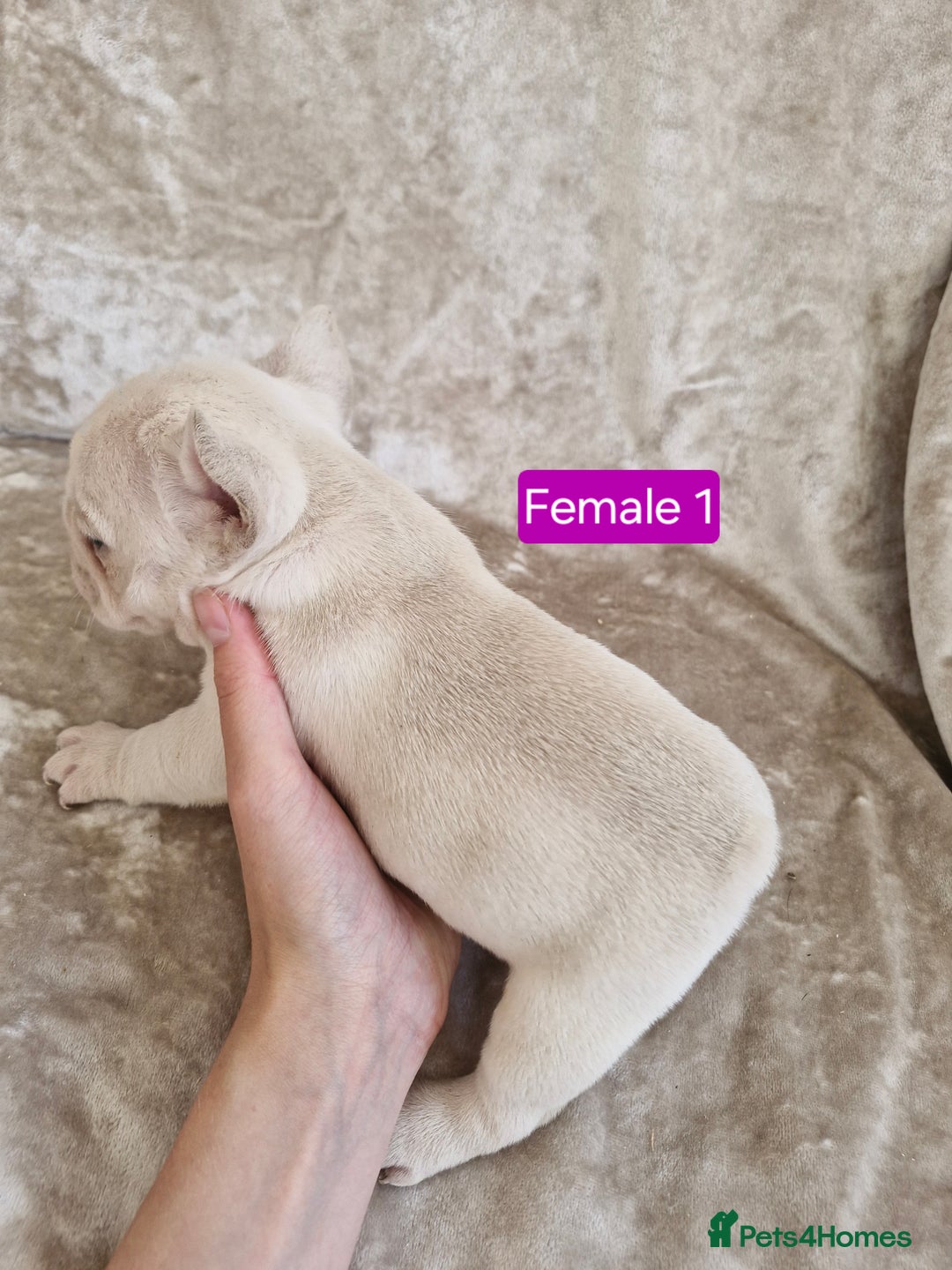 French Bulldog dogs for sale: French Bulldog Puppies  - Image 20