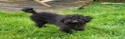 Labradoodle dogs for sale: Labradoodle puppies only girls available  - Advert 12