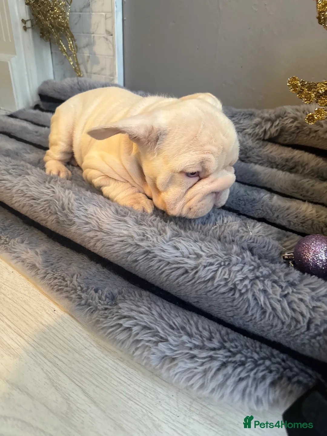 French Bulldog dogs for sale: Quality French bulldog puppies - Advert 6