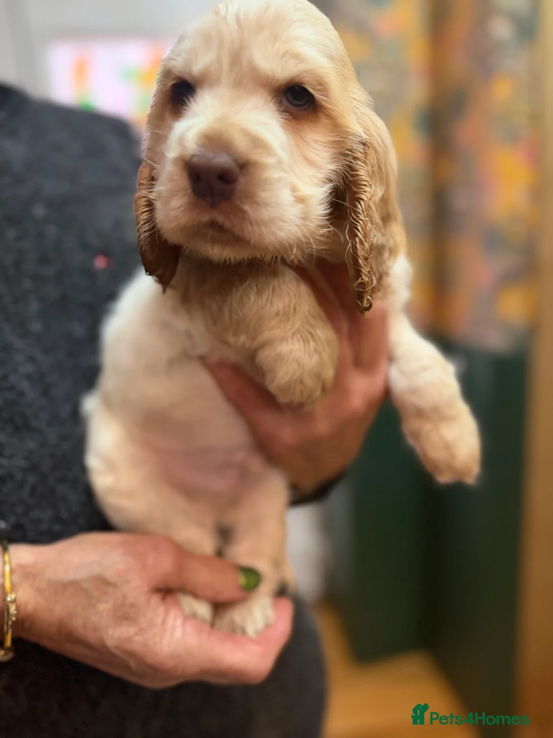 Cocker Spaniel dogs for sale: Show cocker spaniel pups  - Advert 8