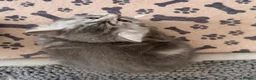 Persian cats for sale: 4 beautiful Persian x kittens, ready now - Advert 7