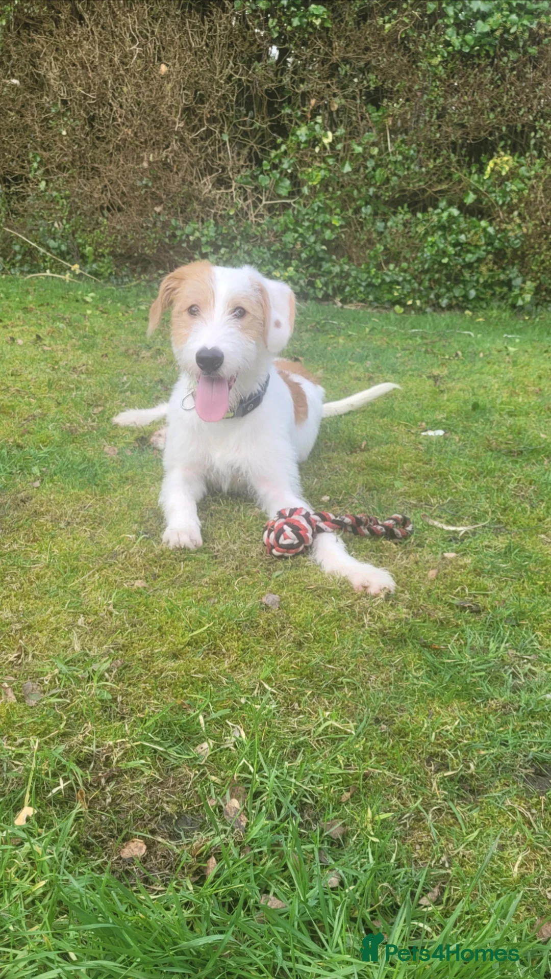 Mixed Breed dogs for sale: 9 month old Ronnie  - Advert 4