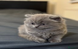 British Shorthair cats for sale: British shorthair blue and lilac  - Image 19