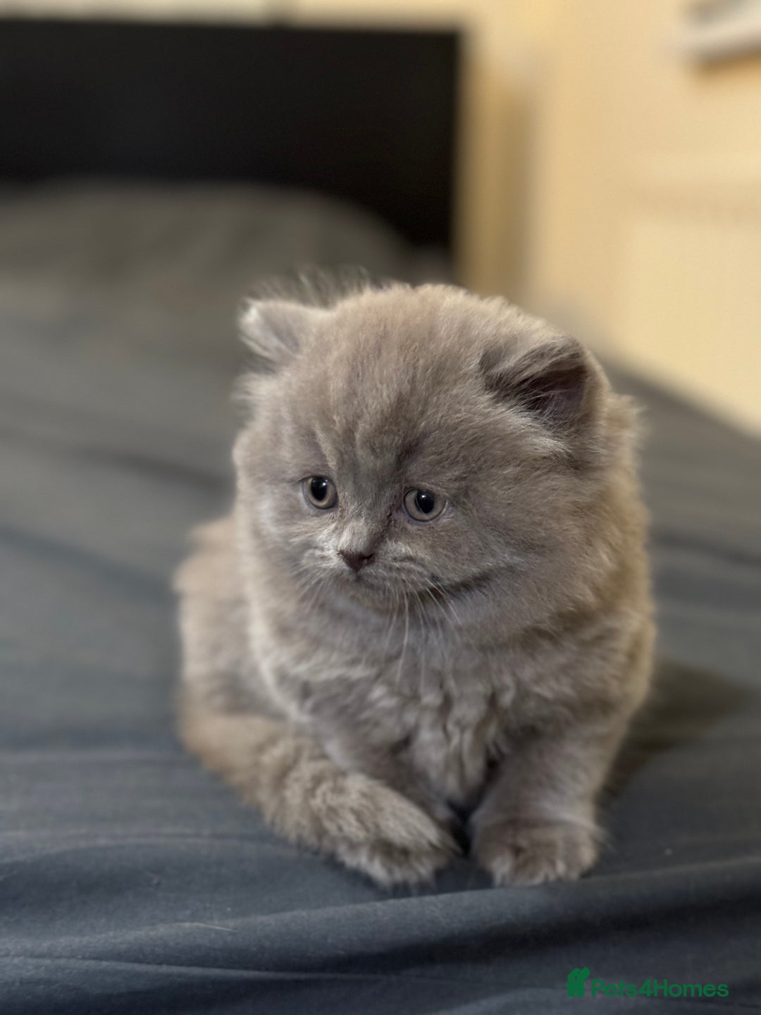 British Shorthair cats for sale: British shorthair blue and lilac  - Image 19