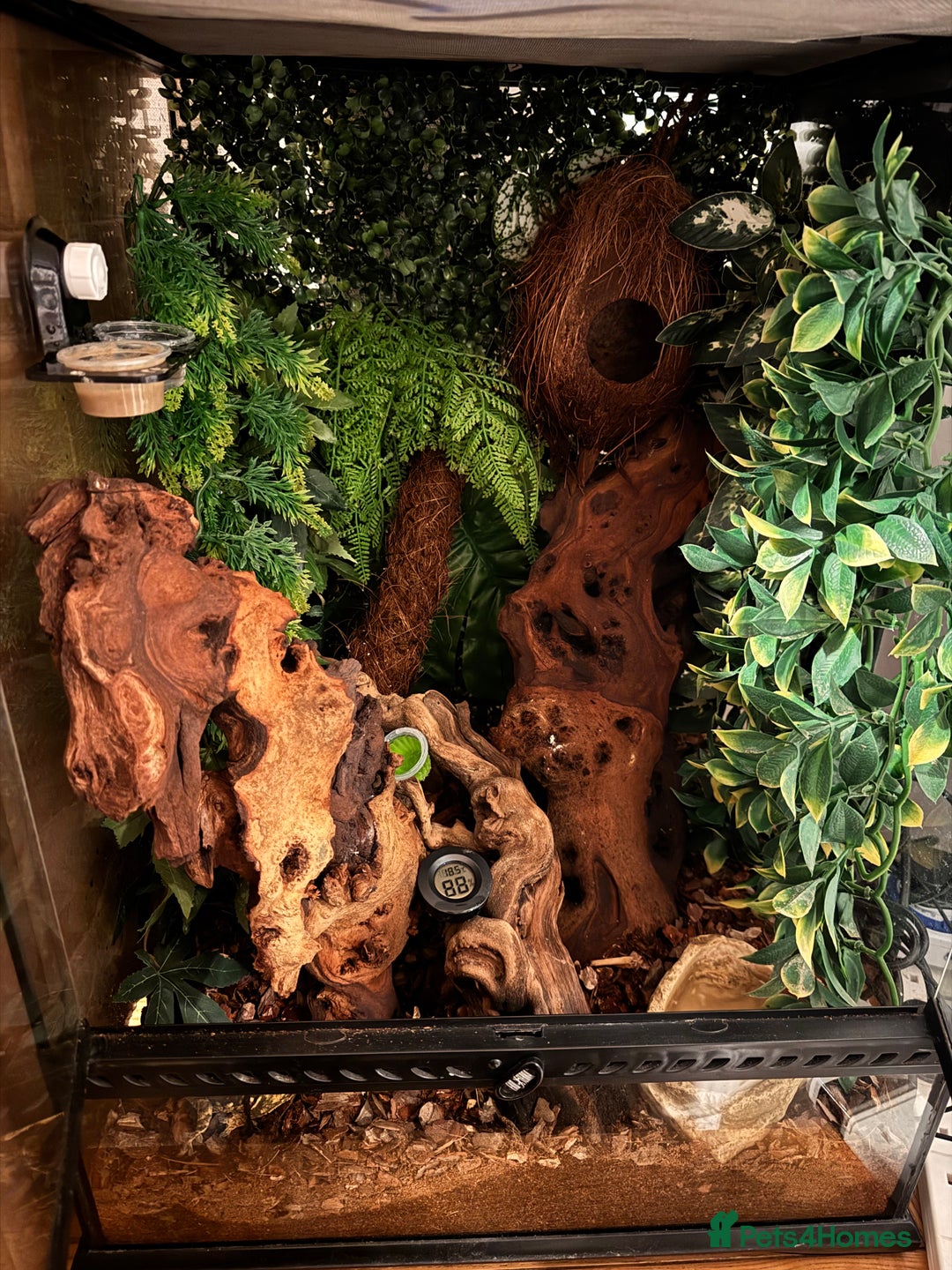 Gecko reptiles for sale: Fire Pinstripe Morph Crested Gecko - Advert 9