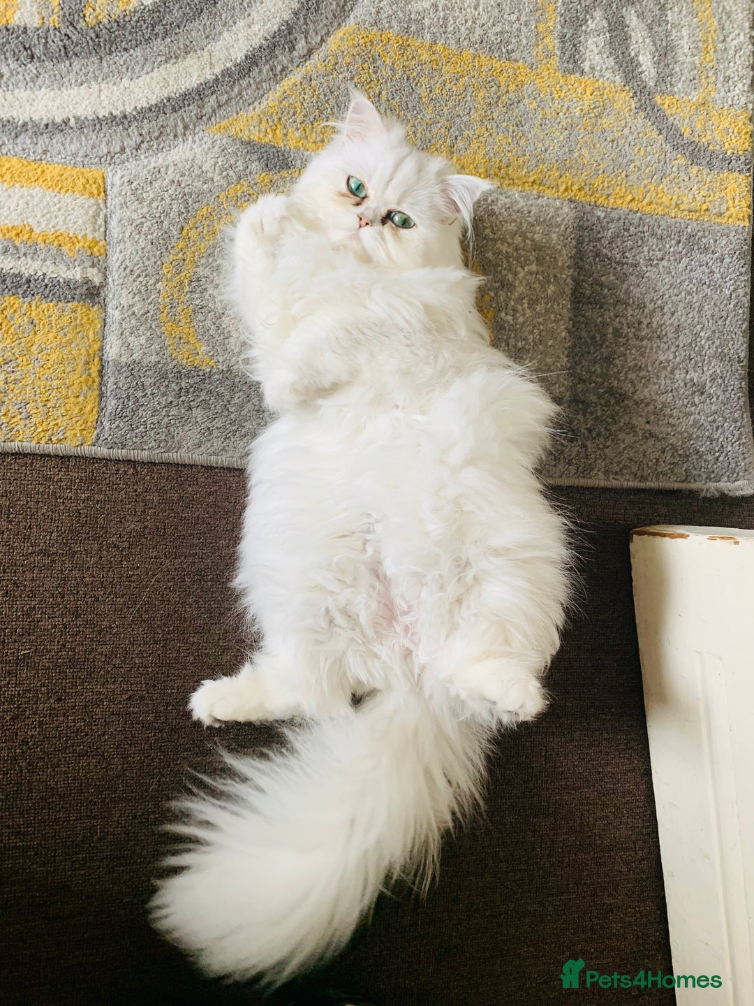 Persian cats for sale: Persian Chinchilla Kittens - Image 20