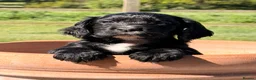 Cocker Spaniel dogs for sale: Working cocker spaniel puppies - Advert 8