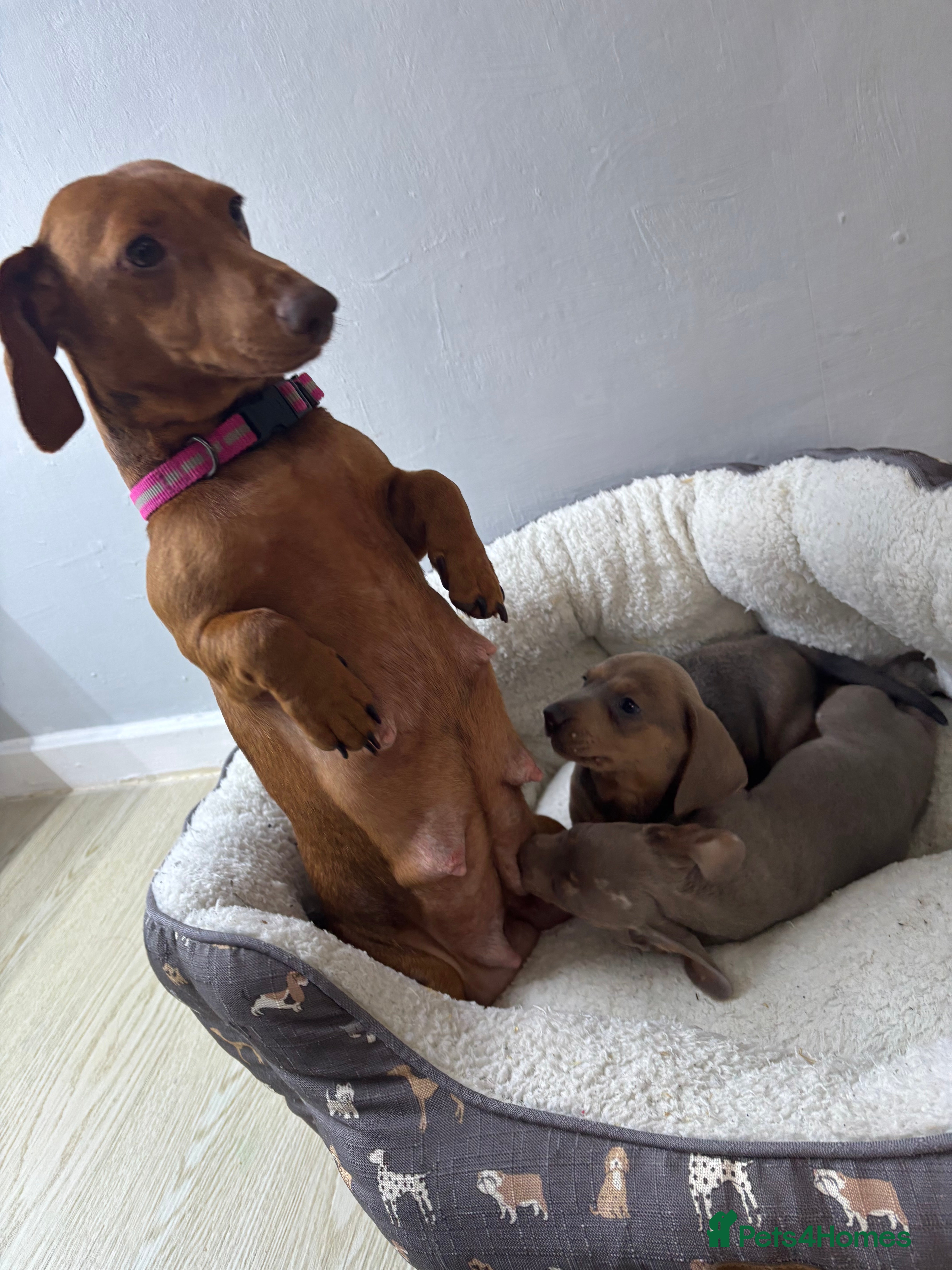 Dachshund dogs 4 beautiful Isabella and tan puppy’s  - Advert 1