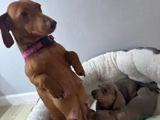 Dachshund dogs 4 beautiful Isabella and tan puppy’s - Advert 1