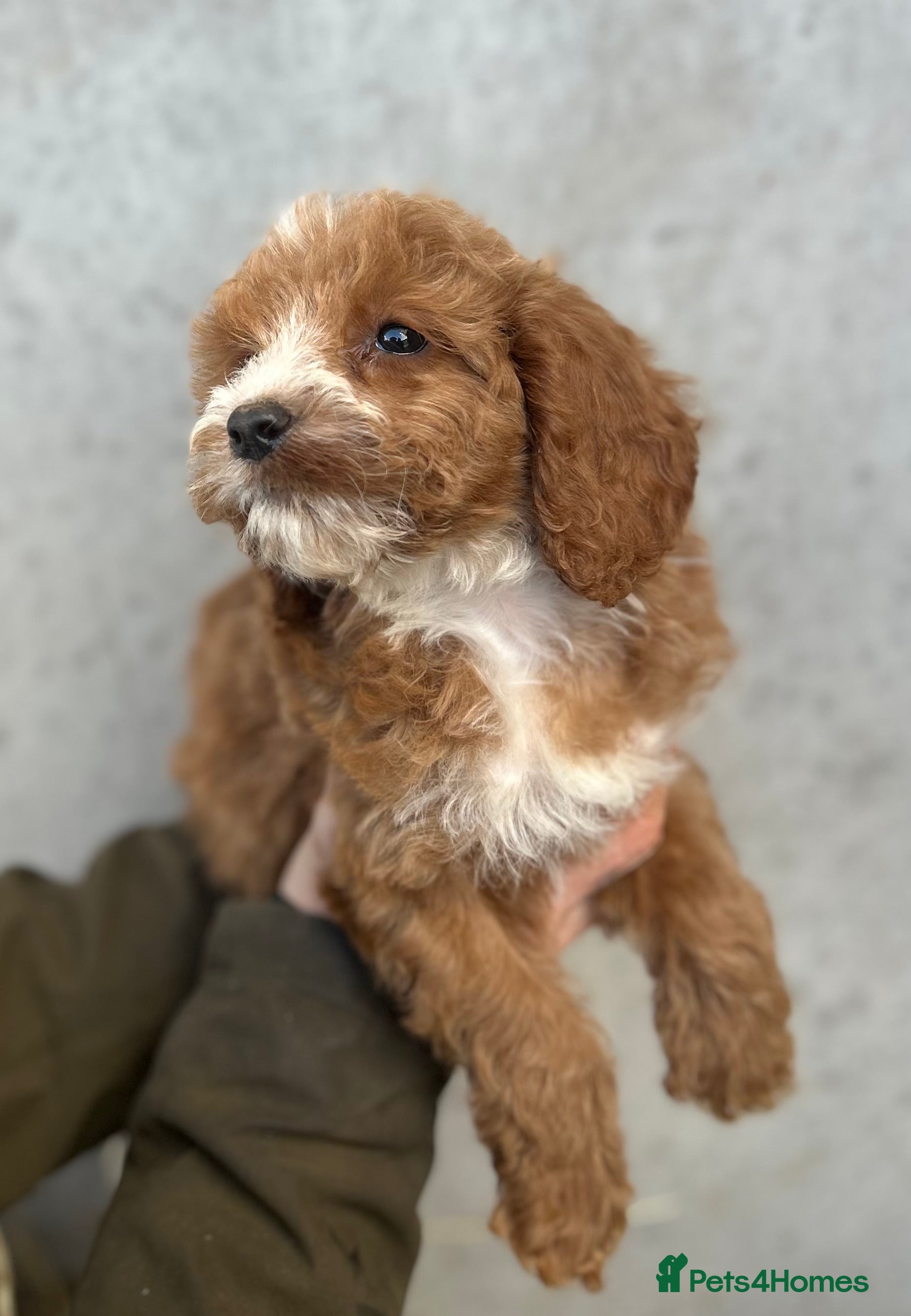 Cockapoo dogs Cockapoo F1 Puppies - Advert 1