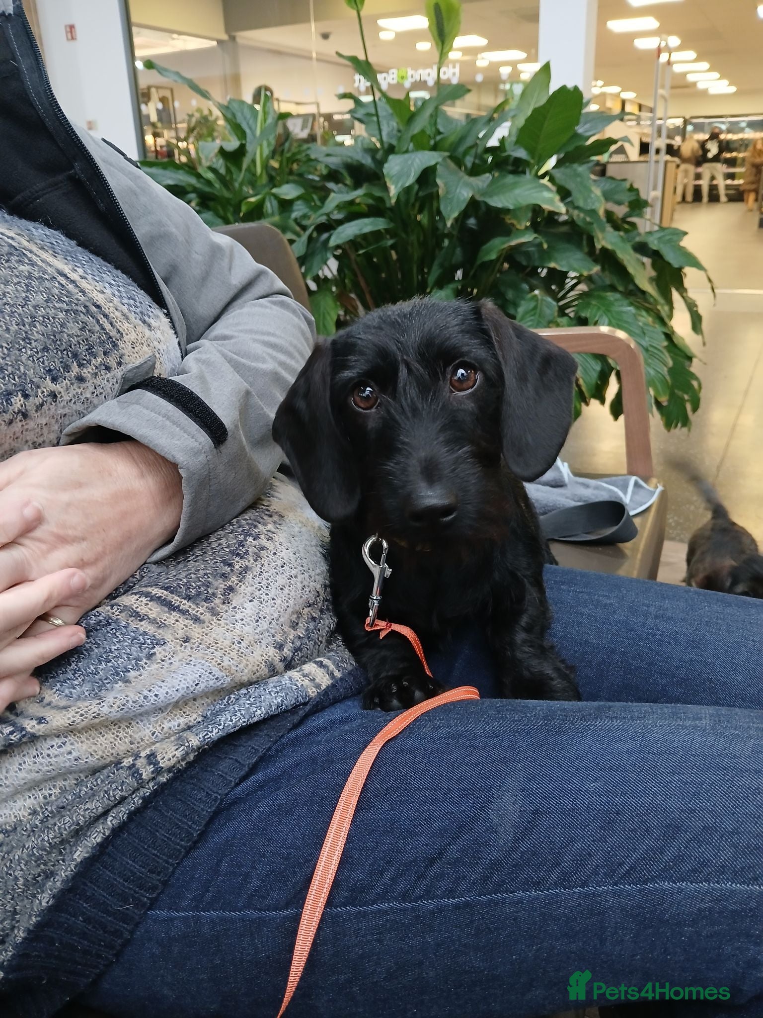 Miniature Dachshund dogs Miniature Wirehaired Dachshund  - Advert 1