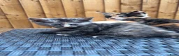Mixed Breed cats for sale: KittensLooking for Loving Families Half maine coon - Advert 4