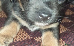 Mixed Breed dogs for sale: Shihtzu cross chihuahuas puppies (ready to leave) - Image 5