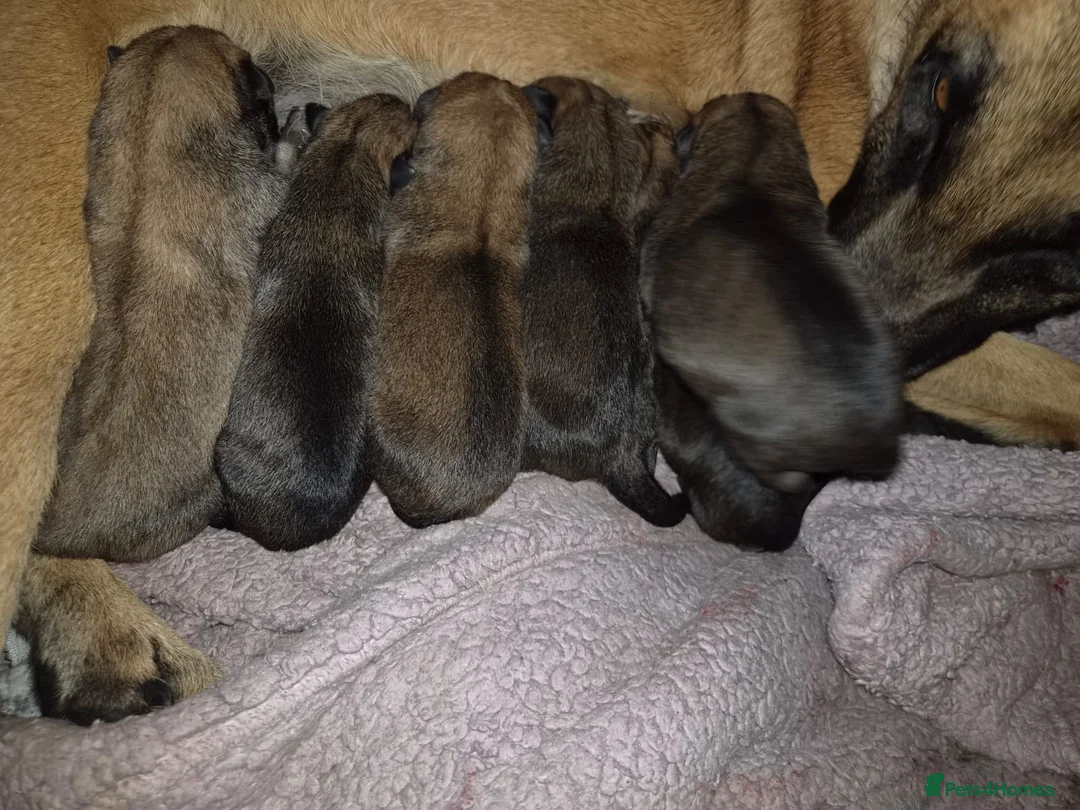 Mixed Breed dogs for sale: 7 gorgeous little puppies in Loughborough - Advert 2