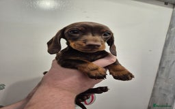 Miniature Dachshund dogs for sale: Miniature dashound in Y Felinheli - Image 9