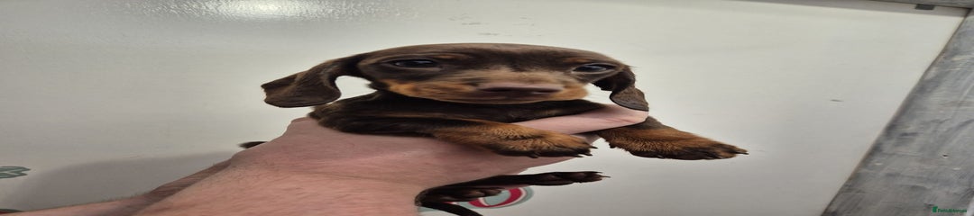 Miniature Dachshund Puppy 6
