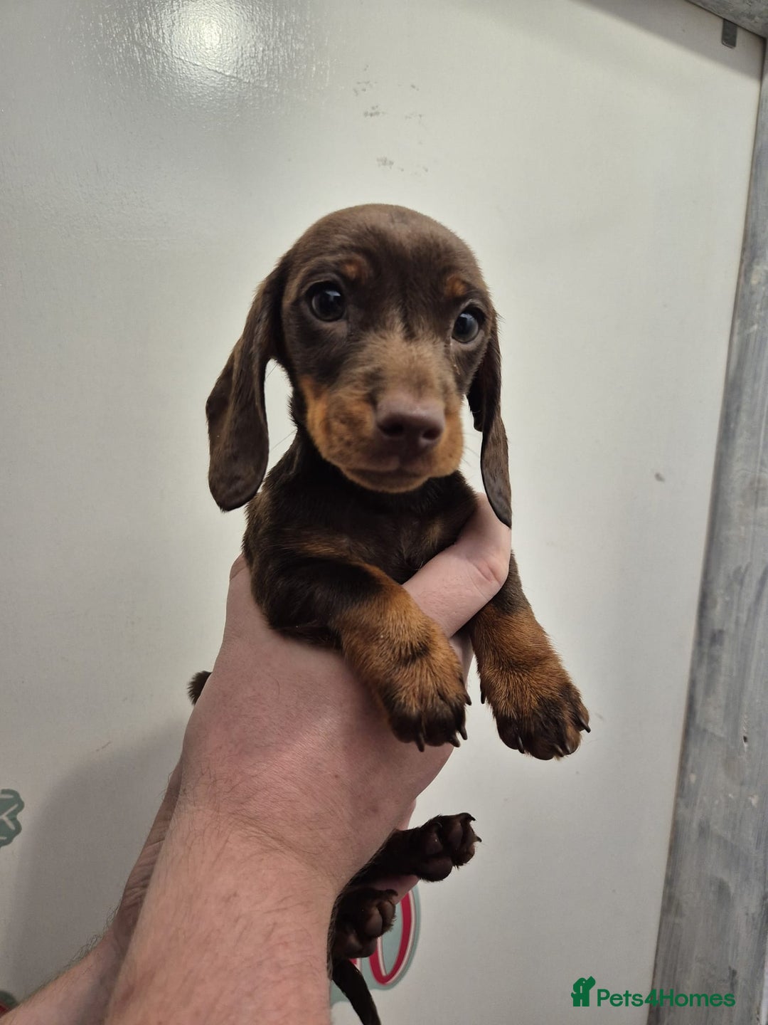 Miniature Dachshund dogs for sale: Miniature dashound in Y Felinheli - Image 9