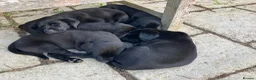 Labrador Retriever dogs for sale: Kennel Club Black Labrador Puppies - Advert 5