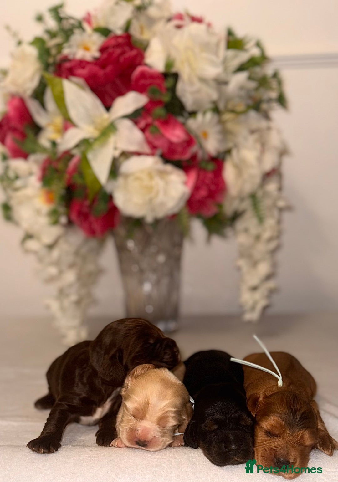 Cocker Spaniel dogs for sale: 🐶🐾beautiful show cocker spaniel puppy’s 🐶🐾 - Image 4