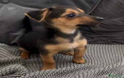 Jack Russell dogs for sale: ❤️Beautiful Jackrussels❤️ - Image 1