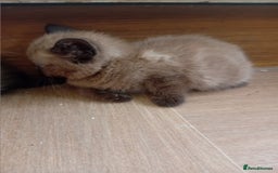 Mixed Breed cats for sale: Jolanta - Image 5