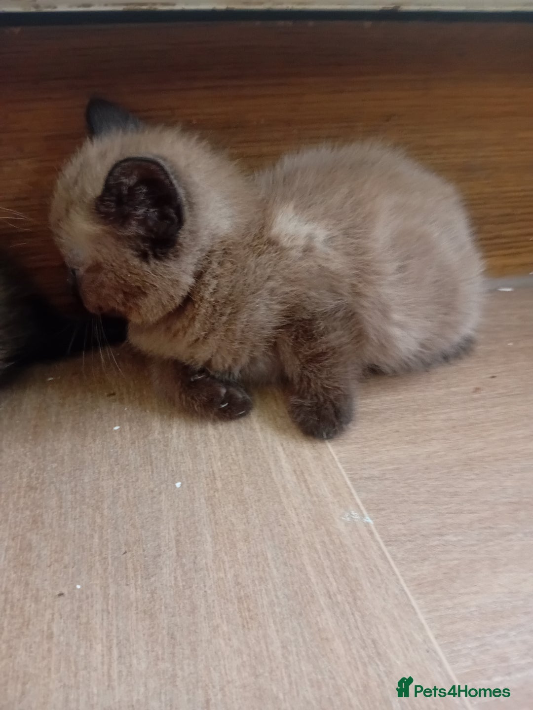 Mixed Breed cats for sale: Jolanta - Image 5