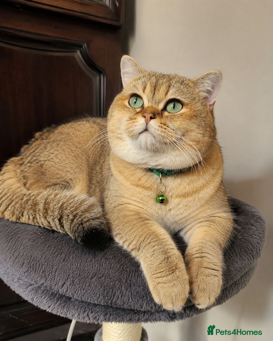British Shorthair cats NY12⚜️GOLDEN BSH 🏆 TICA and GCCF reg 🩸 blood B - Advert 1