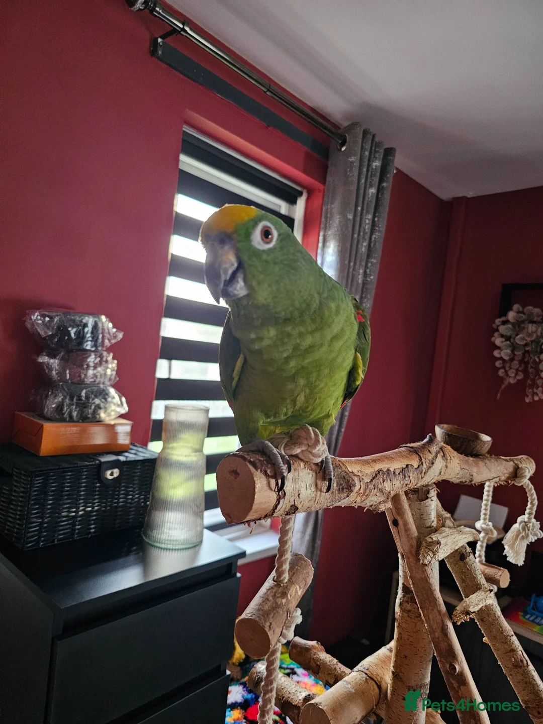 Parrots birds for sale: For Sale in good hands  - Advert 1