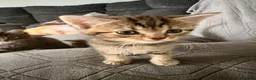 Mixed Breed cats for sale: Cute kittens  - Advert 2