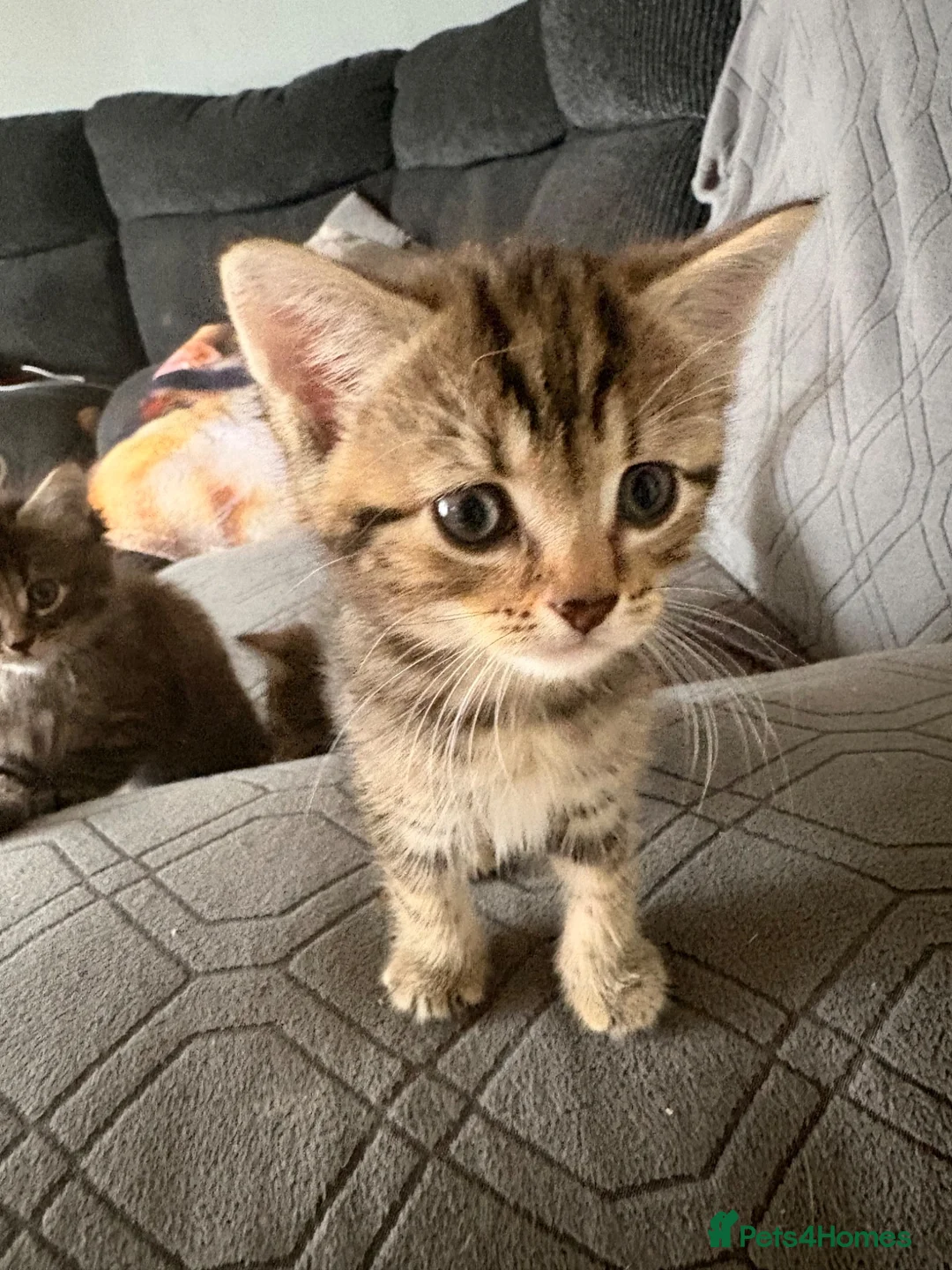 Mixed Breed cats for sale: Cute kittens  - Advert 2