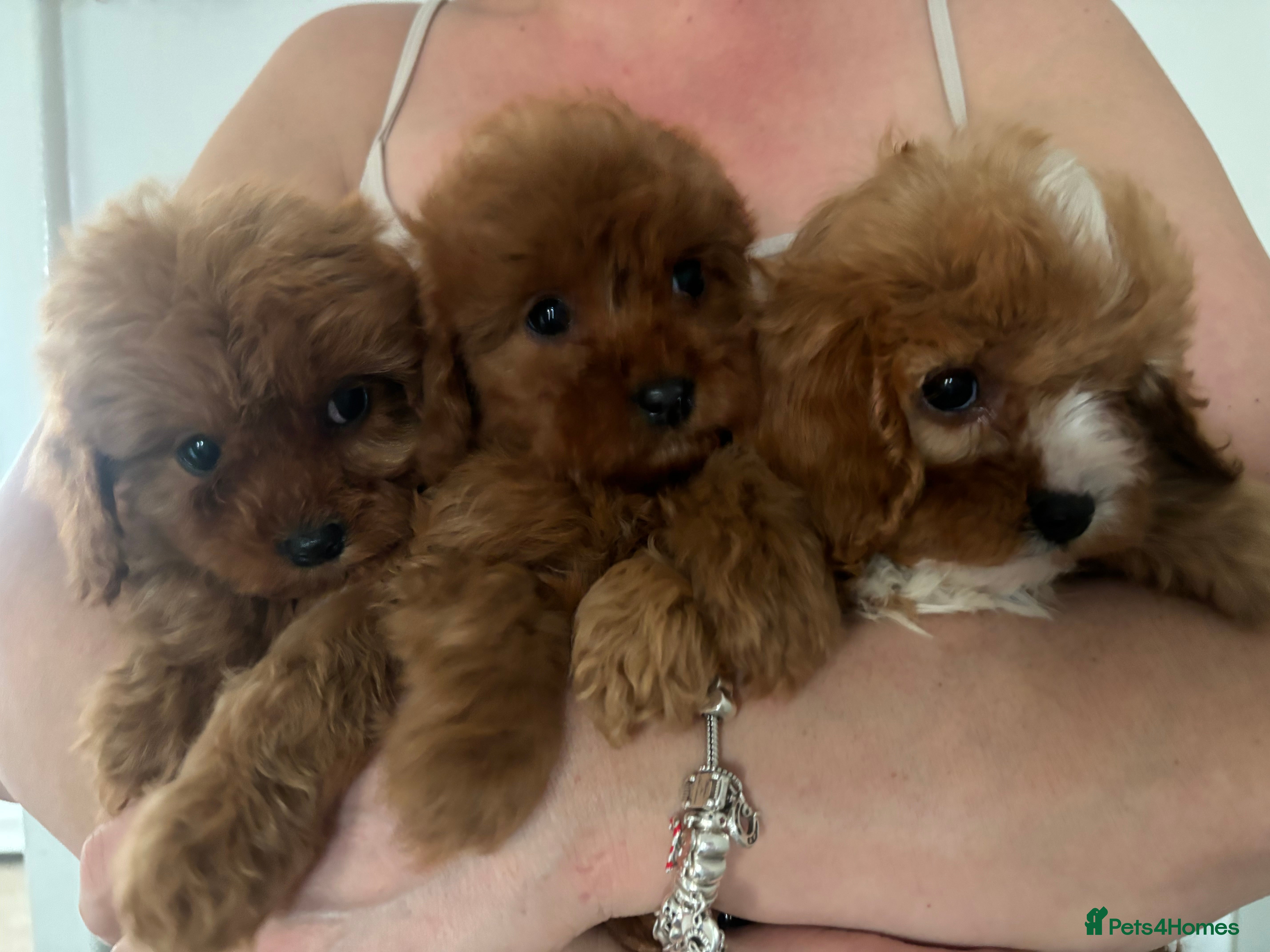 Cavapoo dogs CAVAPOO puppies for sale  - Advert 17
