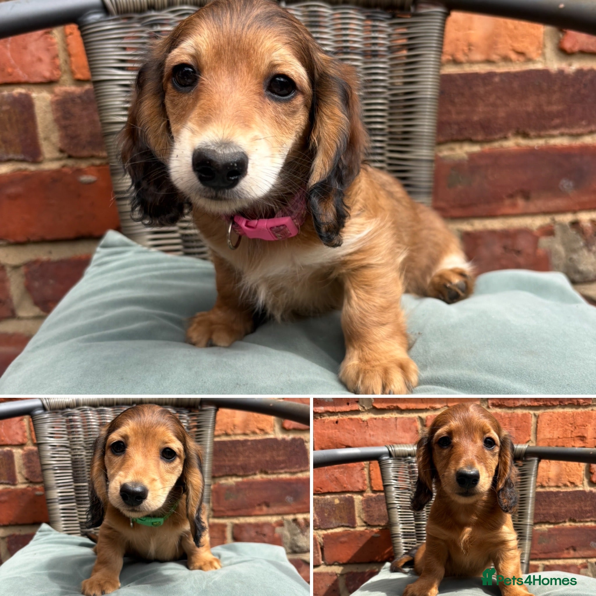 Miniature Dachshund dogs Long haired miniature dachshunds - Advert 6