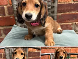 Miniature Dachshund dogs Long haired miniature dachshunds - Advert 2