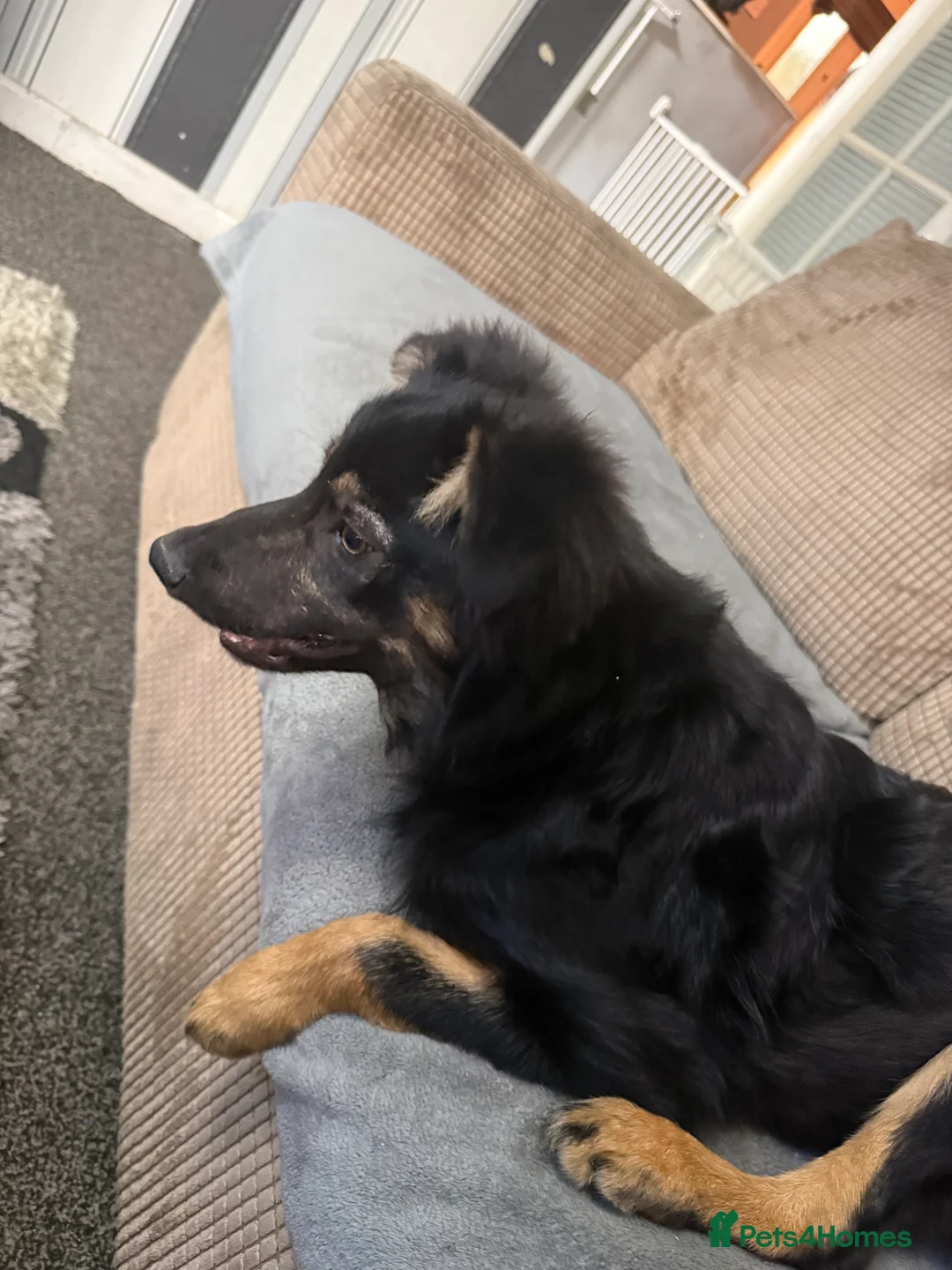 Border Collie dogs for sale: Collie Boy - Advert 2