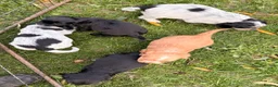 Cocker Spaniel dogs for sale: STUNNING WORKING COCKER SPANIEL PUPS - Advert 21