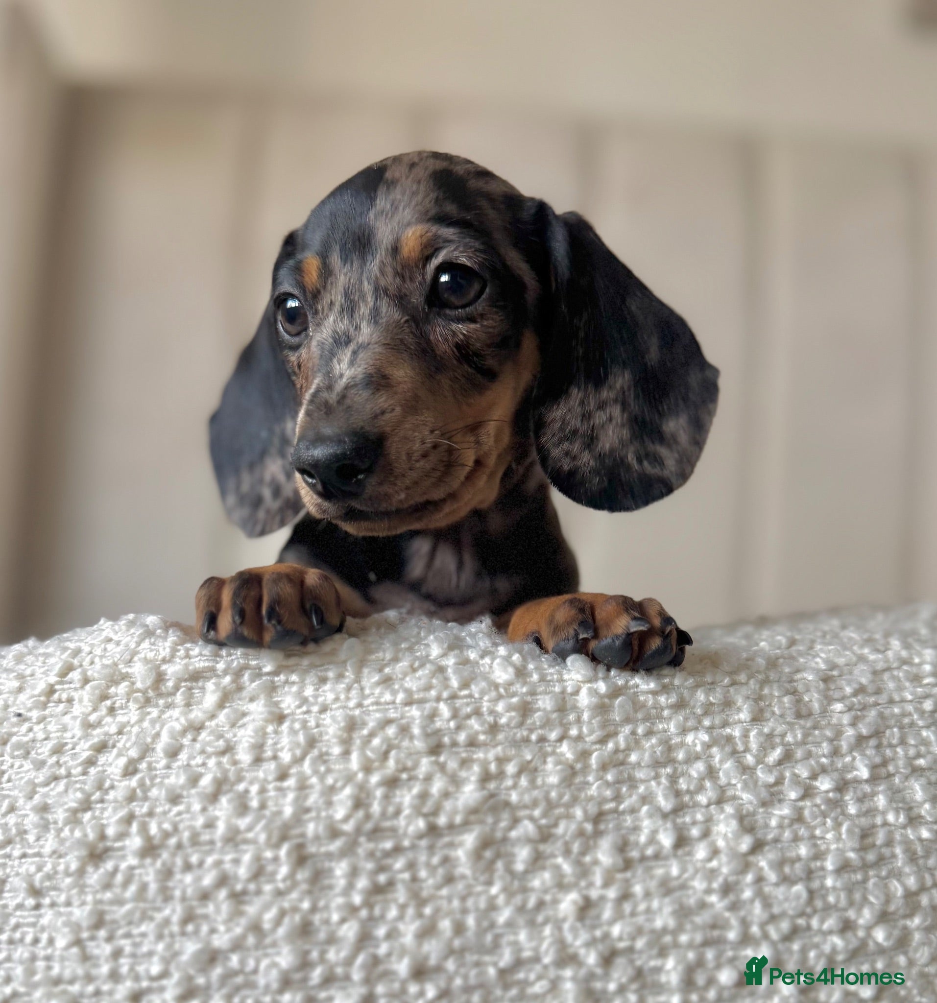 Miniature Dachshund dogs 🌸stunning female mini dachshunds 🌸 - Advert 13