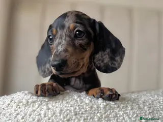 Miniature Dachshund dogs 🌸stunning female mini dachshunds 🌸 - Advert 13
