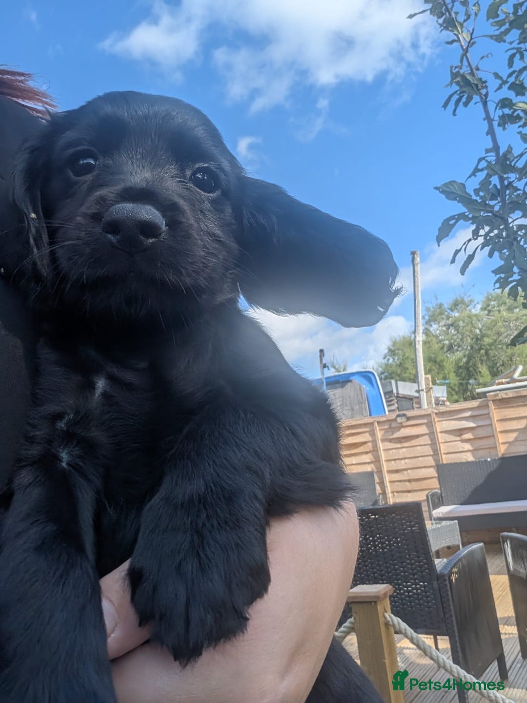 Cocker Spaniel dogs for sale: Working type cocker spaniel puppies  - Image 4