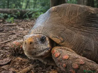 Tortoise reptiles Red footed tortoise - Advert 8