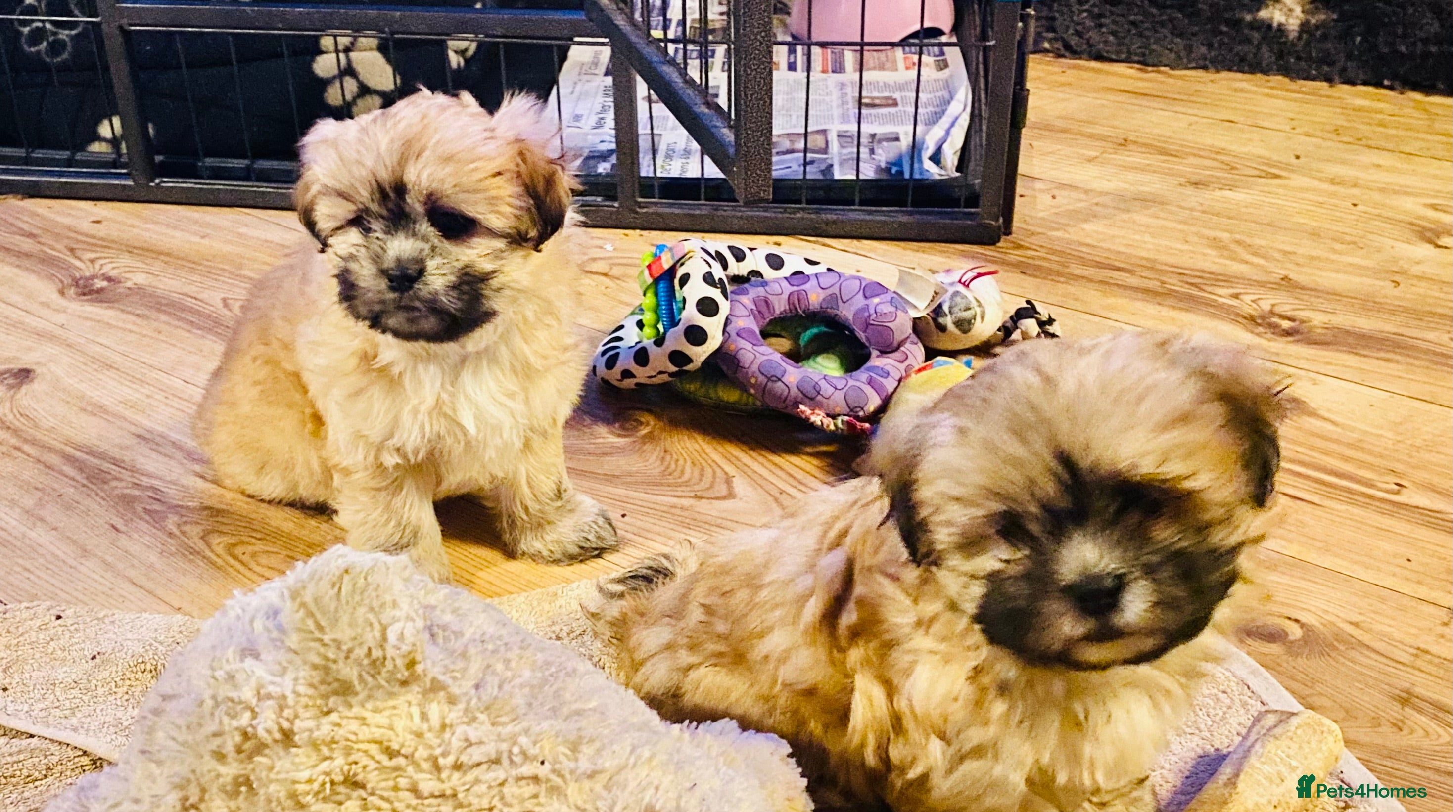 Shih Tzu dogs 🌟BUMBLE 🩷 BRACKEN 💙 & BIBI 💜 READY SOON🌟 - Advert 1