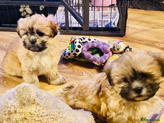 Shih Tzu dogs 🌟BUMBLE 🩷 BRACKEN 💙 & BIBI 💜 READY SOON🌟 - Advert 1