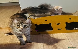 Maine Coon cats for sale: Beautiful Maine Coon babies - Image 17